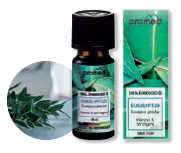 Essence aromatique Eukalyptus (10 ml)